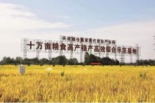 盐城关于成都商务伴游外围雇用的信息