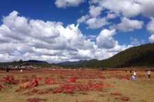 盐城旅游去处(暑期最好的旅游去处)